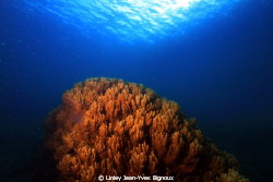 EOS 7D Canon  Two Ikelite DS 160's.Balaclava by Linley Jean-Yves Bignoux 